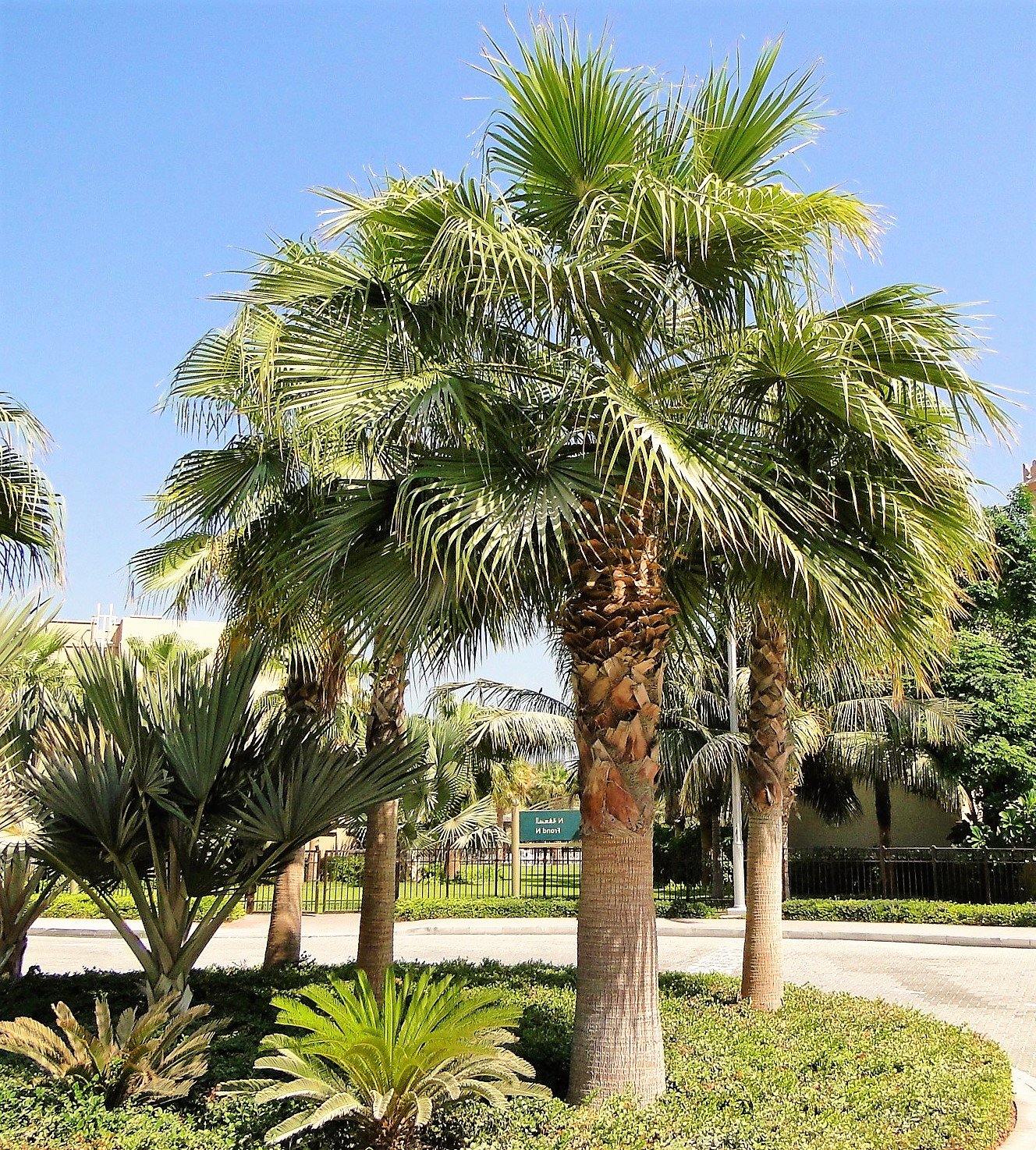 Mexican Fan Palm, Washingtonia Robusta - Image 3