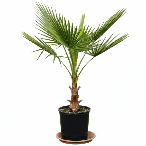 Mexican Fan Palm, Washingtonia Robusta - Image 4