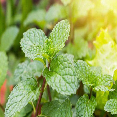 Mint Plant, Mentha - Image 2