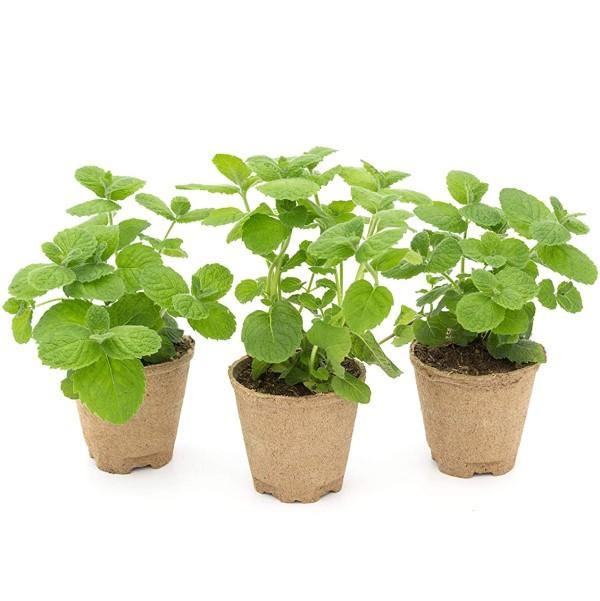 Mint Plant, Mentha - Image 3