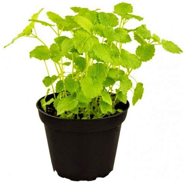 Mint Plant, Mentha - Image 4