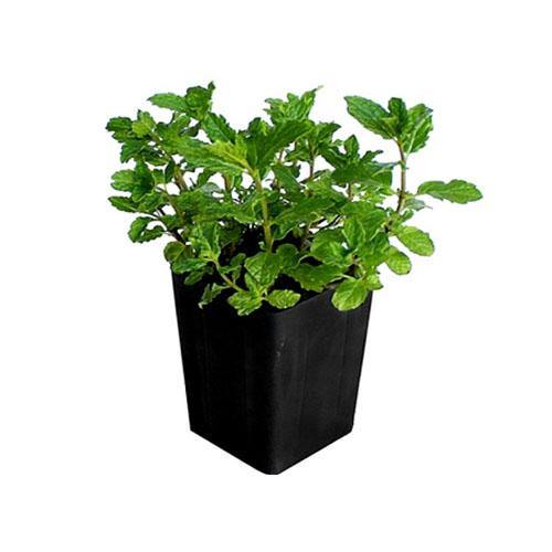 Mint Plant, Mentha - Image 5