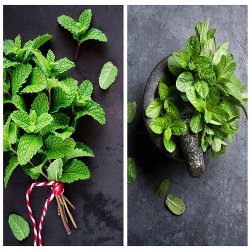 Mint Plant, Mentha - Image 6