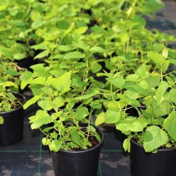 Mint Plant, Mentha - Image 7