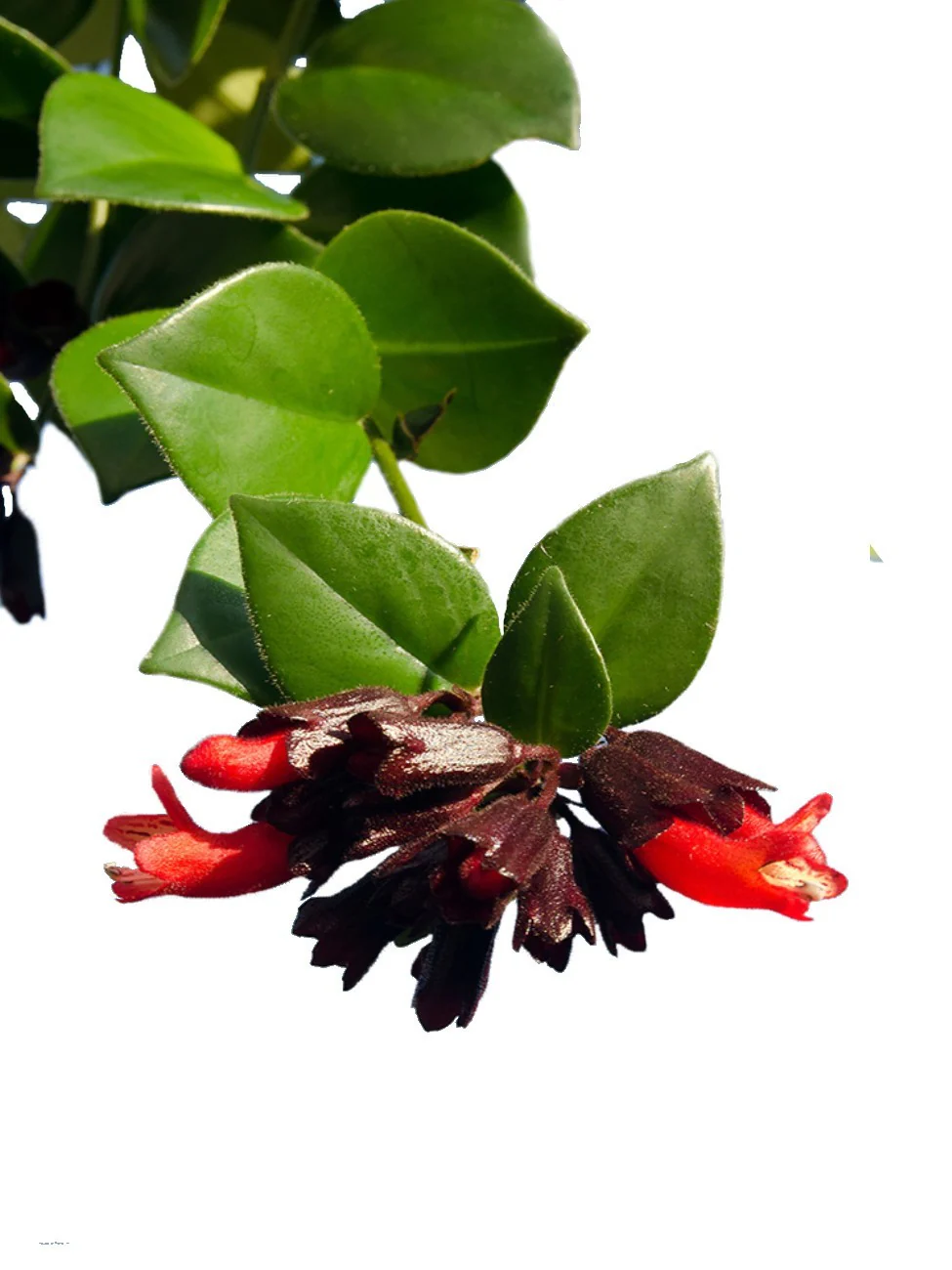 Mona Lisa, Aeschynanthus, Lipstick - Image 4