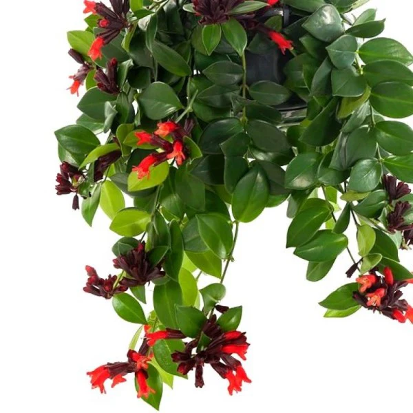 Mona Lisa, Aeschynanthus, Lipstick - Image 5