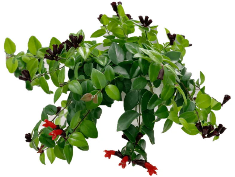 Mona Lisa, Aeschynanthus, Lipstick - Image 6