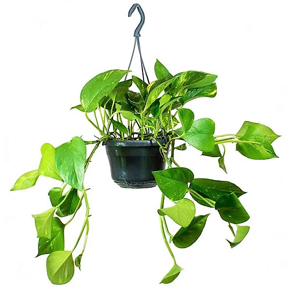 Money Plant, Epipremnum Aureum