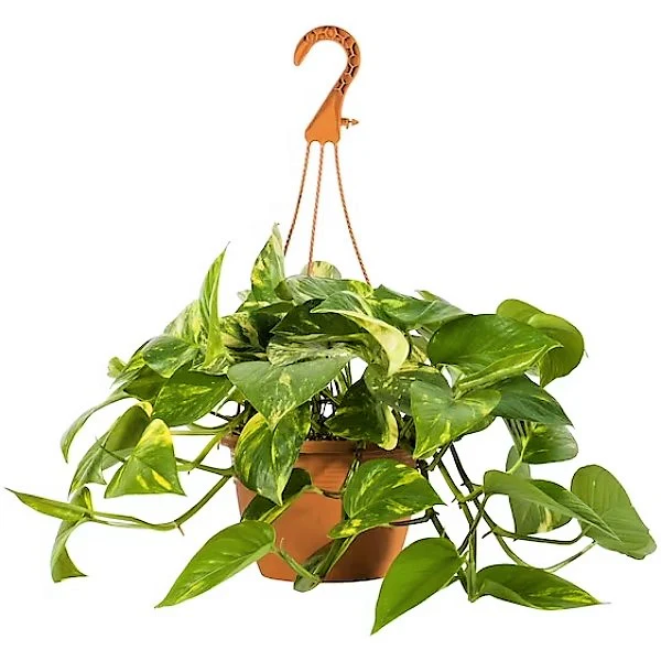 Money Plant, Epipremnum Aureum - Image 2