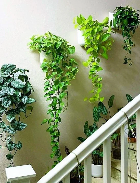Money Plant, Epipremnum Aureum - Image 3