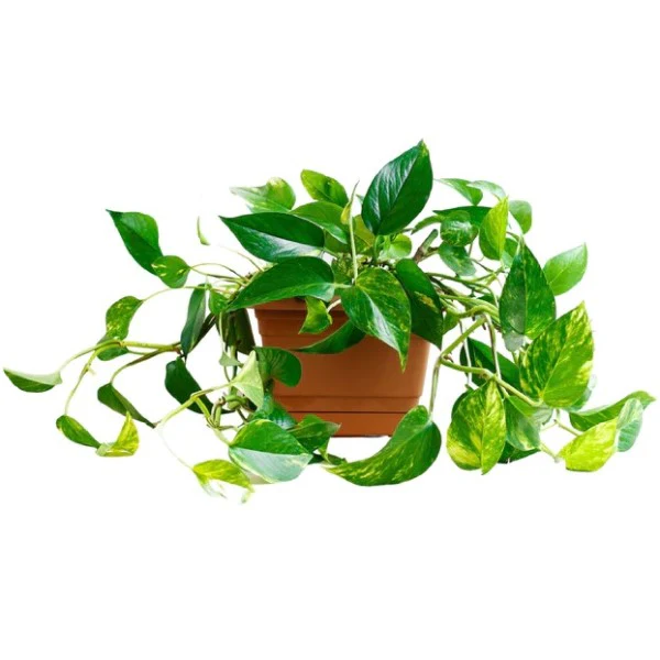 Money Plant, Epipremnum Aureum - Image 4
