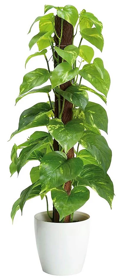 Money Plant, Epipremnum Aureum Mosstok - Image 3