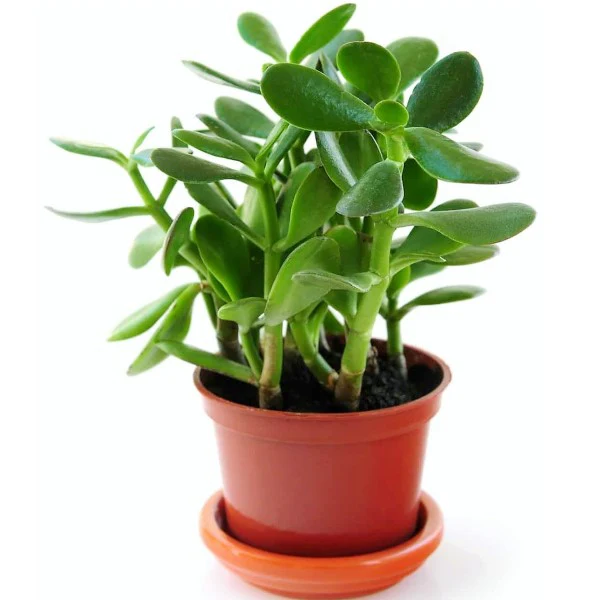 Money Tree, Crassula ovata, Dollar Plant, Jade Plant, Jade Tree - Image 2