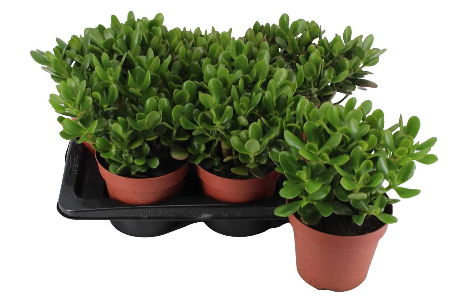 Money Tree, Crassula ovata, Dollar Plant, Jade Plant, Jade Tree - Image 3