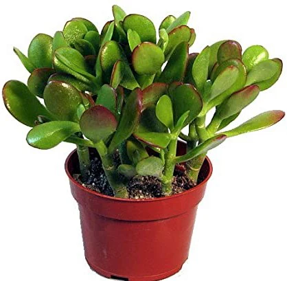 Money Tree, Crassula ovata, Dollar Plant, Jade Plant, Jade Tree - Image 4