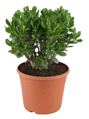 Money Tree, Crassula ovata, Dollar Plant, Jade Plant, Jade Tree - Image 5