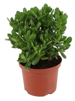 Money Tree, Crassula ovata, Dollar Plant, Jade Plant, Jade Tree - Image 6