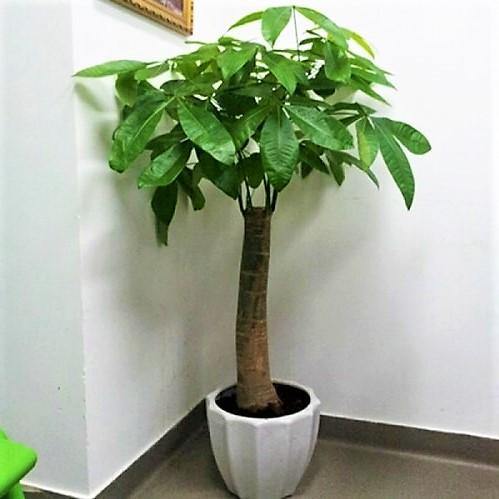 Pachira Aquatica, Money Tree - Image 2