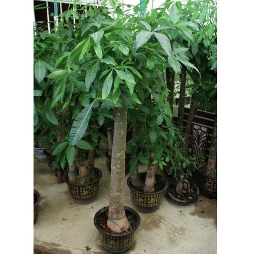 Pachira Aquatica, Money Tree - Image 3