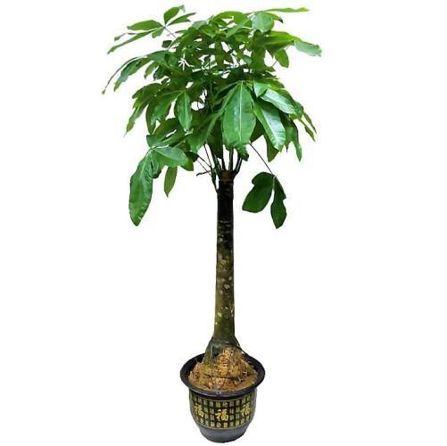 Pachira Aquatica, Money Tree - Image 4