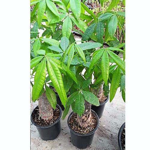 Pachira Aquatica, Money Tree - Image 5