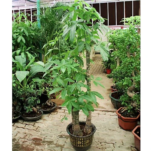 Pachira Aquatica, Money Tree - Image 7