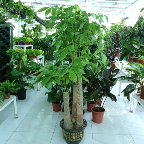 Pachira Aquatica, Money Tree - Image 8
