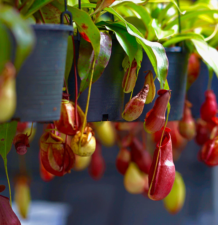 Monkey Jar , Nepenthes - Image 3