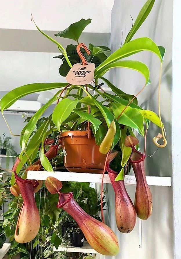 Monkey Jar , Nepenthes - Image 4