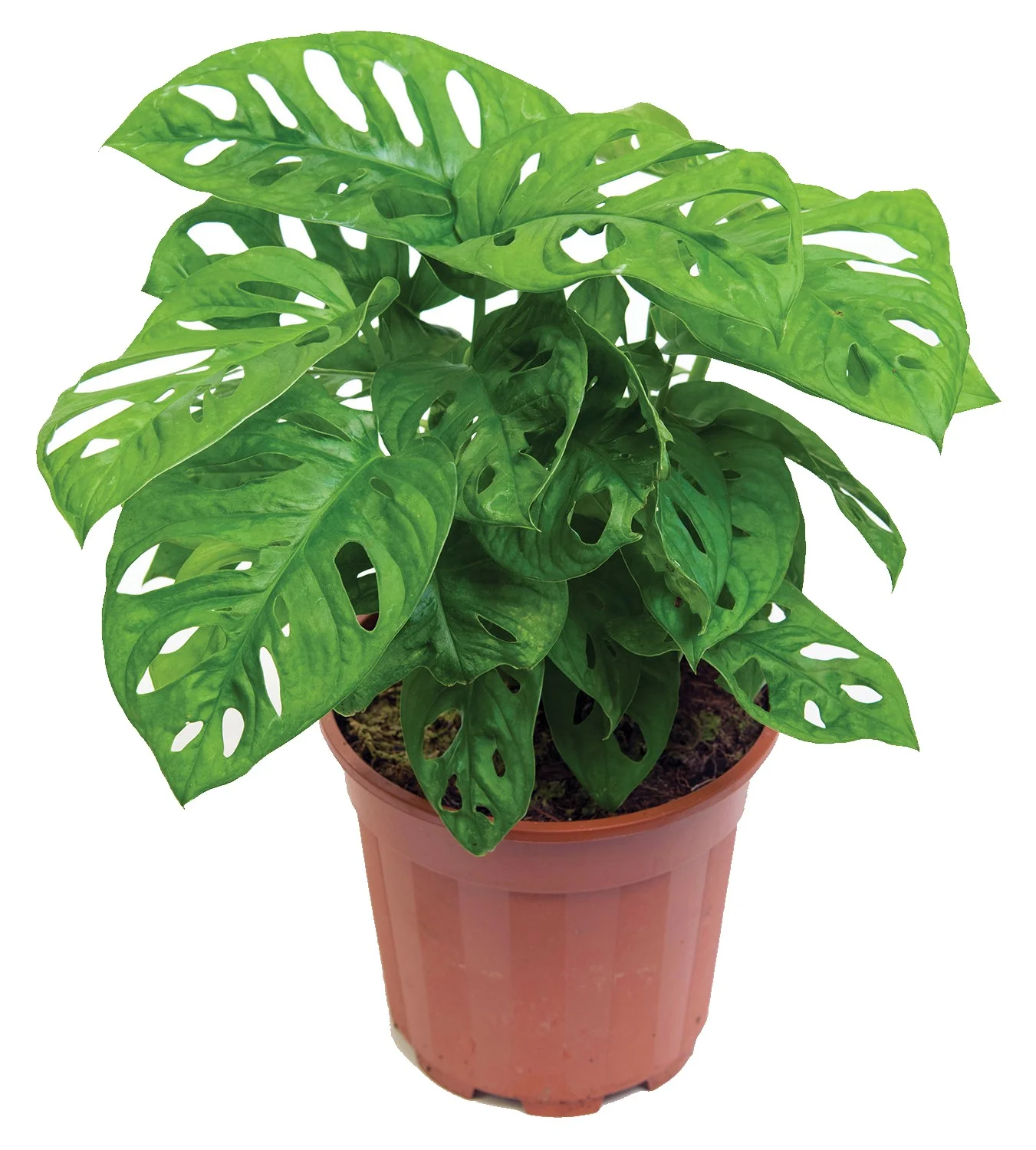 Monstera Adansonii, Swiss Cheese Plant - Image 2