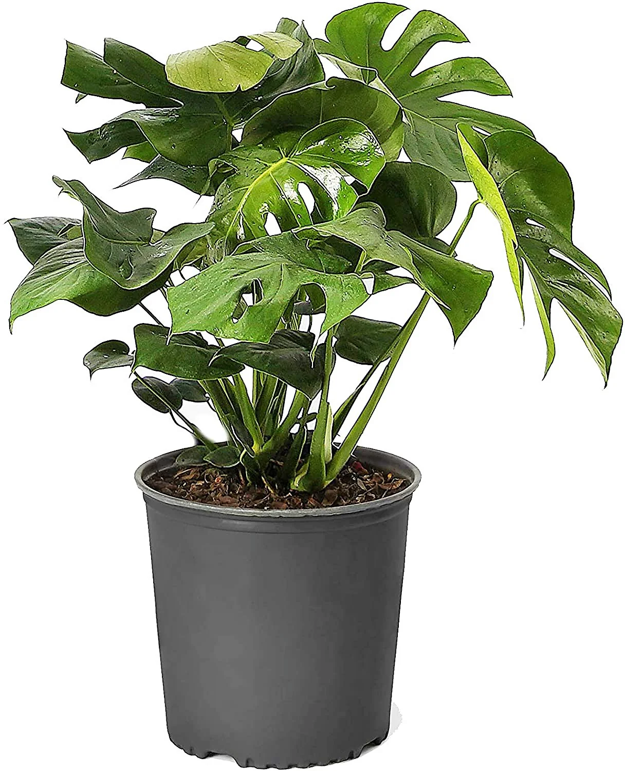 Monstera Adansonii, Swiss Cheese Plant - Image 3