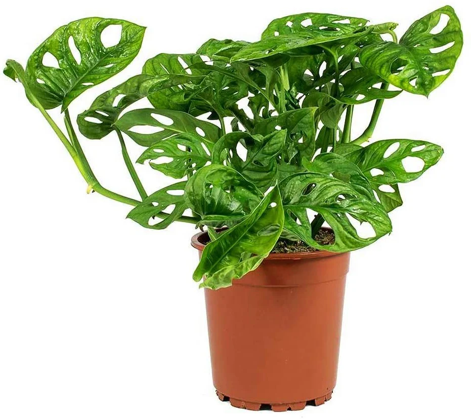 Monstera Adansonii, Swiss Cheese Plant - Image 4