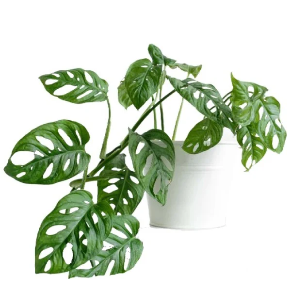Monstera Adansonii, Swiss Cheese Plant - Image 5