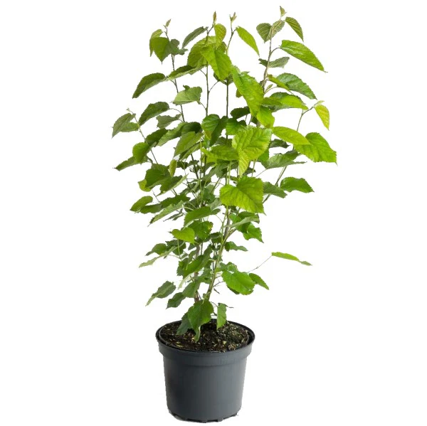 Mulberry Tree, Morus Alba - Image 3