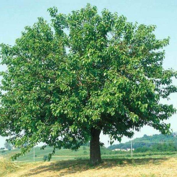 Mulberry Tree, Morus Alba - Image 6