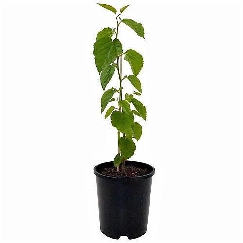 Mulberry Tree, Morus Alba - Image 8