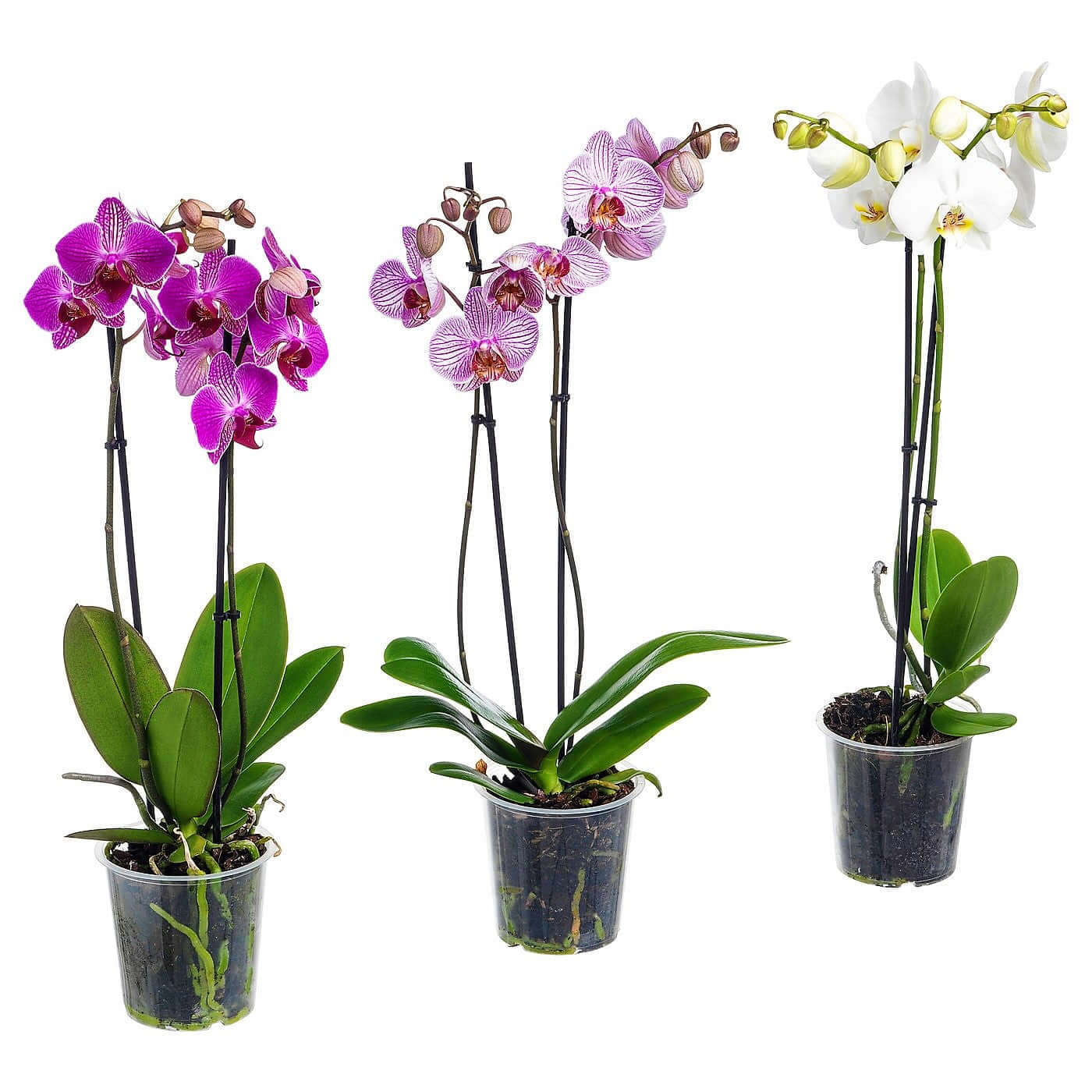 Moth Orchids, Phalaenopsis orchids - Image 2