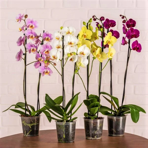 Moth Orchids, Phalaenopsis orchids - Image 3