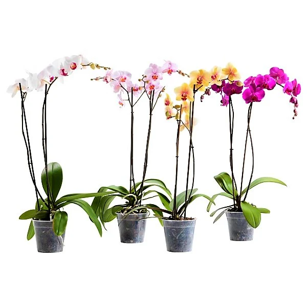 Moth Orchids, Phalaenopsis orchids - Image 4