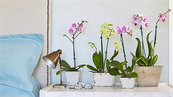 Moth Orchids, Phalaenopsis orchids - Image 5