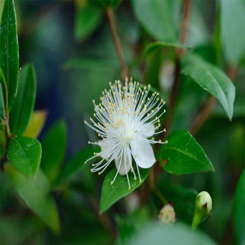 Myrtle, Myrtus Communis - Image 2