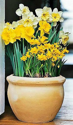 Daffodil, Narcissus - Image 2