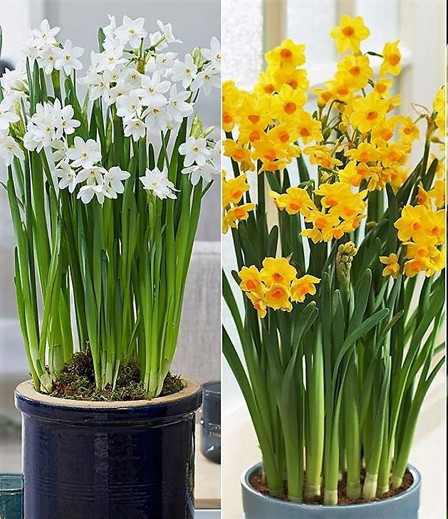 Daffodil, Narcissus - Image 3