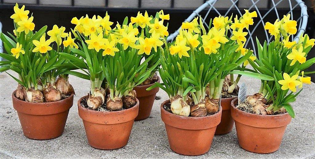 Daffodil, Narcissus - Image 4