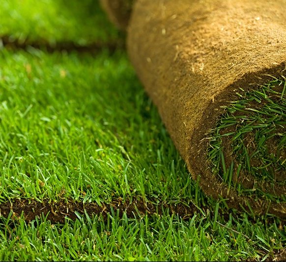 Natural Carpet Grass, American Bermuda - Image 2