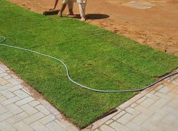Natural Carpet Grass, American Bermuda - Image 3