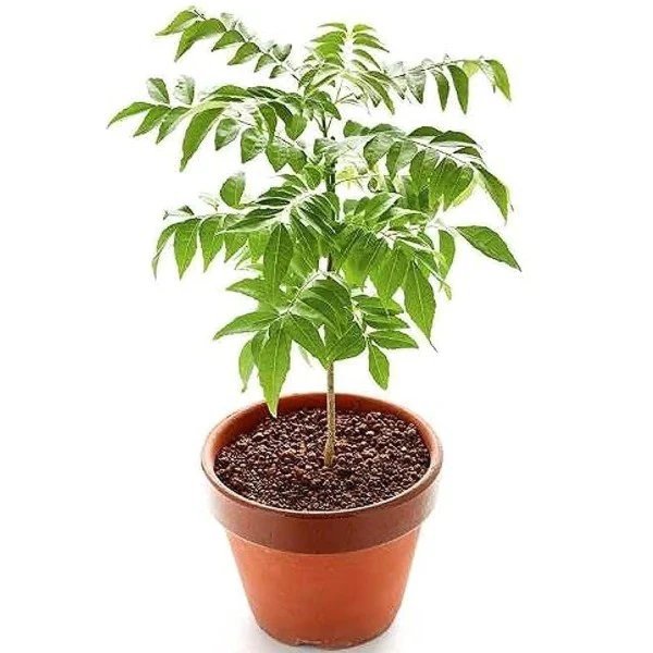 Outdoor Plants