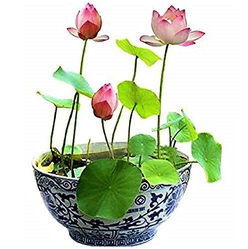 Sacred Lotus, Nelumbo Nucifera - Image 3