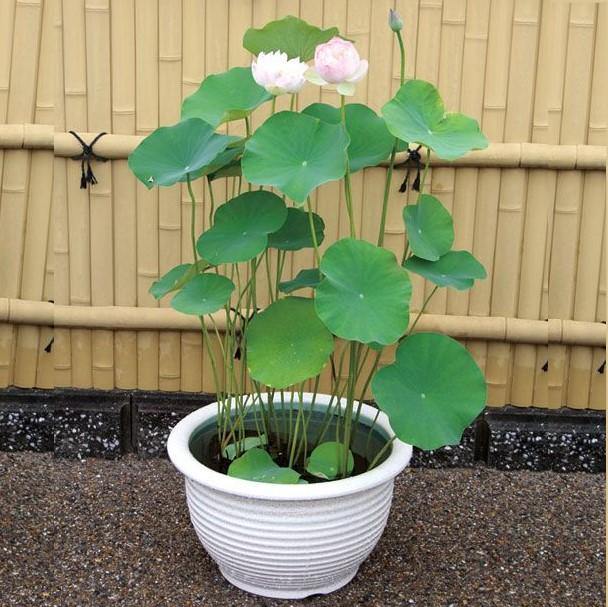 Sacred Lotus, Nelumbo Nucifera - Image 4