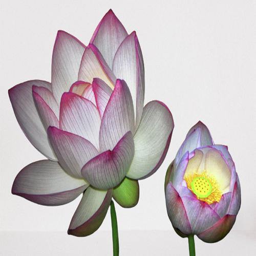 Sacred Lotus, Nelumbo Nucifera - Image 5